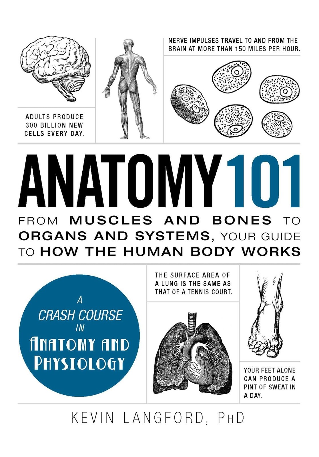 Anatomy 101: From Muscles and Bones to Organs and Systems, Your Guide to How…